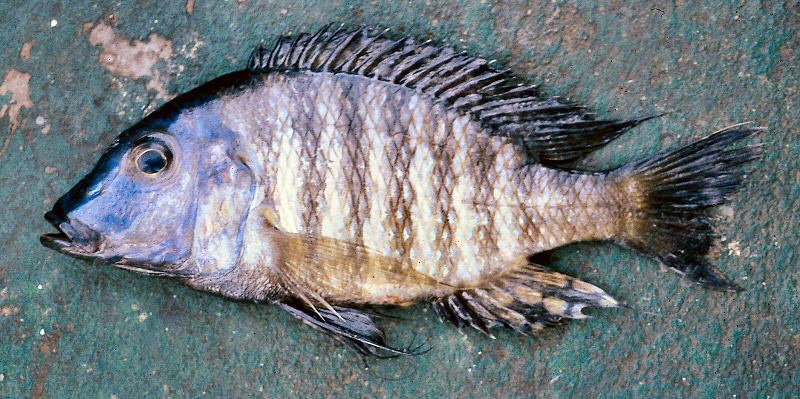 Lethrinops longipinnis 'South East Arm'